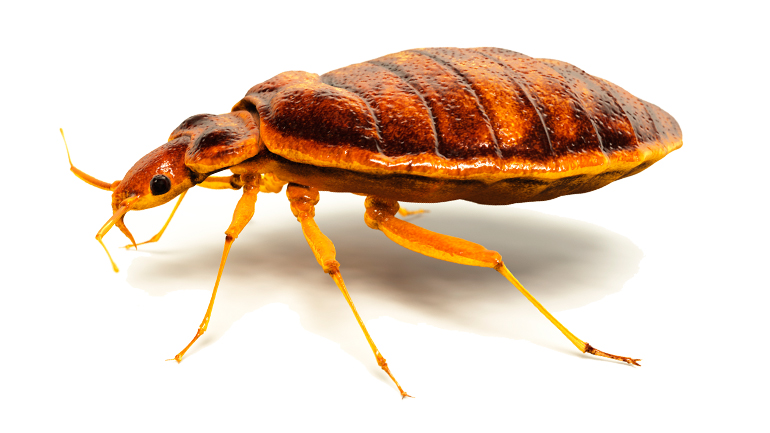 Bed Bug Pest Control Services